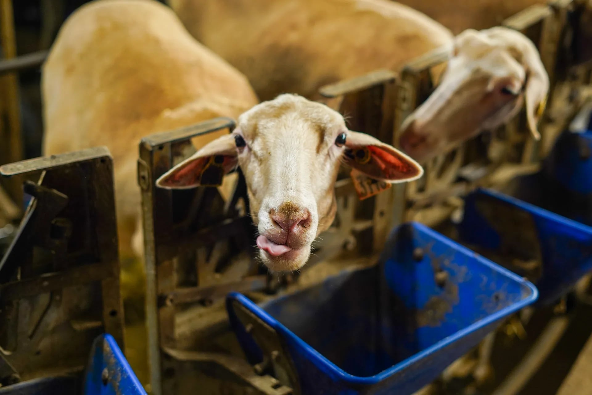 Troupeau de brebis dans une bergerie partenaire de la maison Carles sur le causse de Roquefort