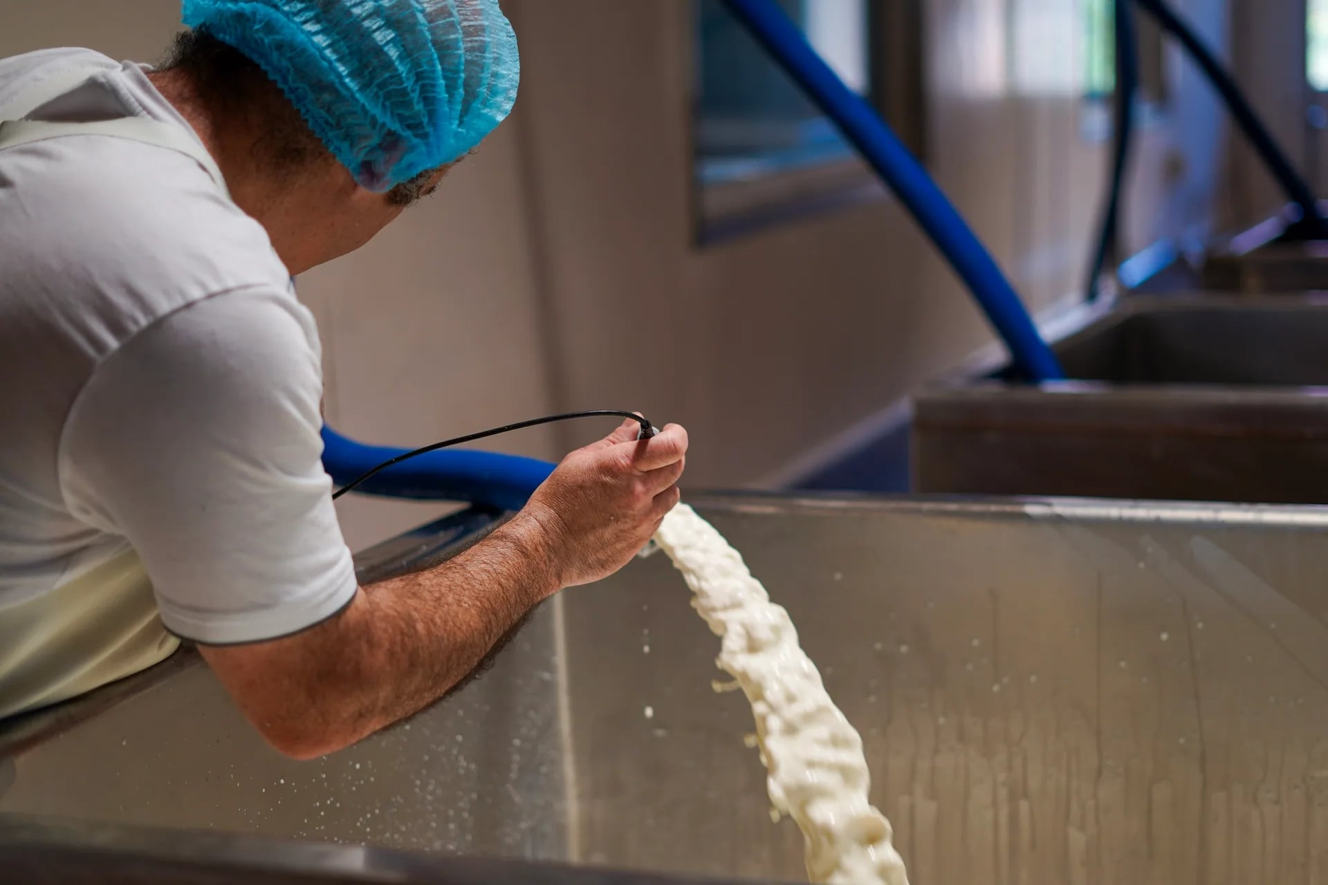 Travet de bois avec roqueforts en affinage dans la cave du Combalou