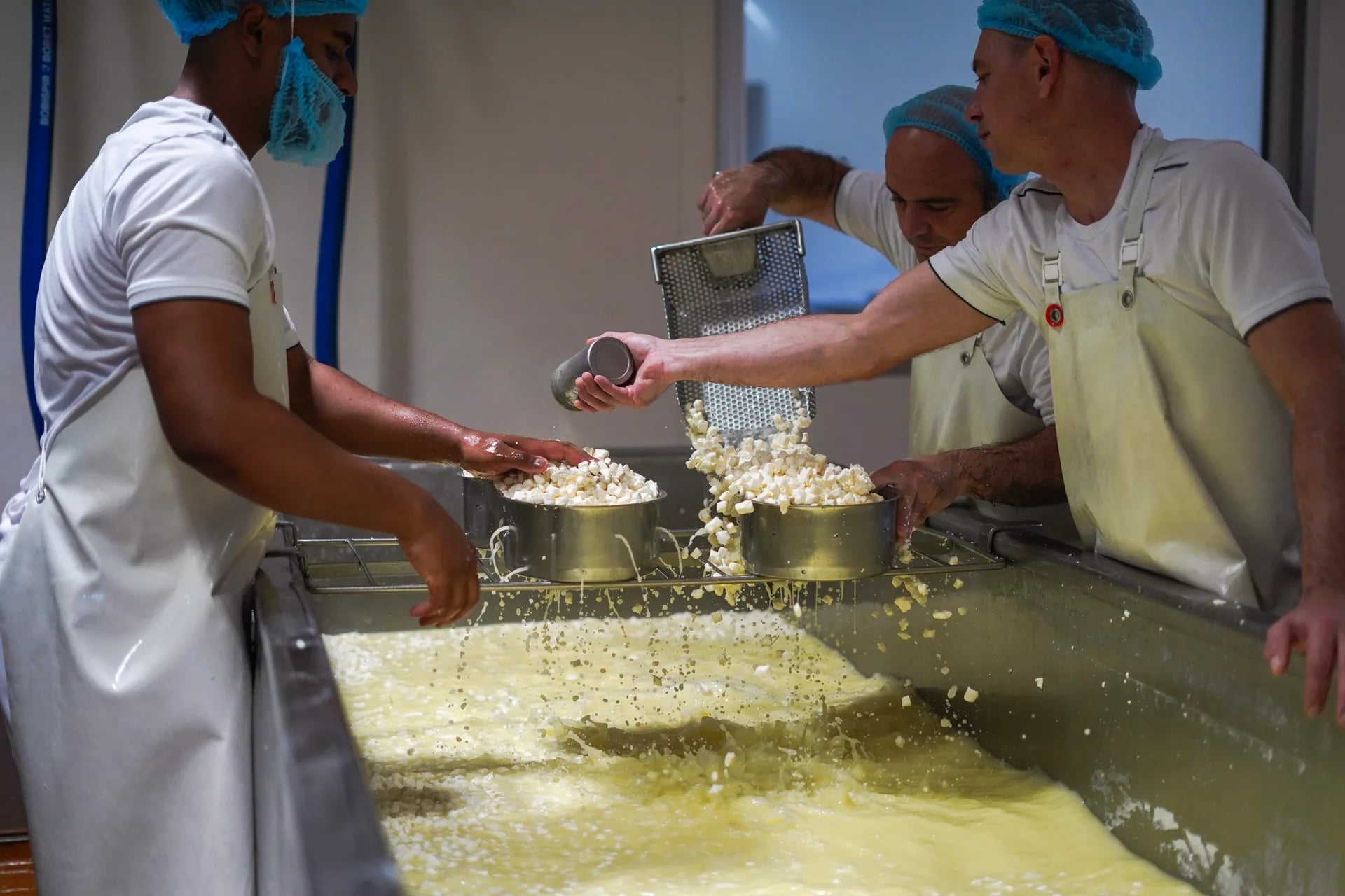 Mise en moule manuelle du caillé, atelier de fabrication Carles