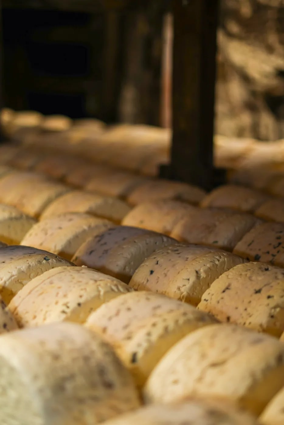 Alignement de Roqueforts sur travets de bois dans les caves naturelles du Combalou